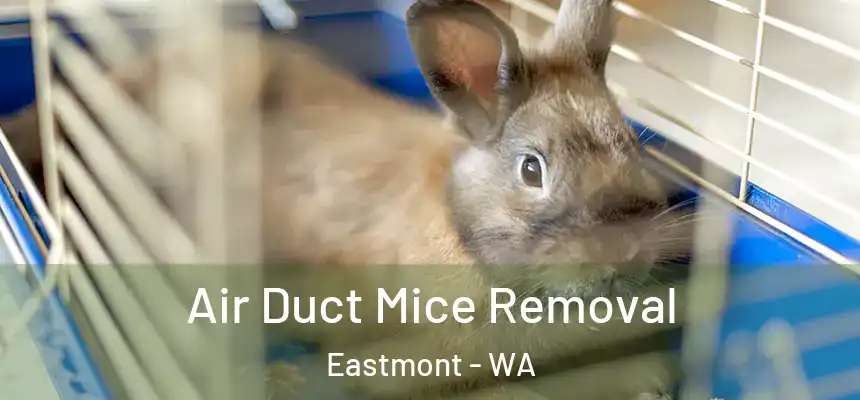  Air Duct Mice Removal Eastmont - WA